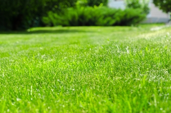 Exceptional Black Diamond lawn maintenance service in WA near 98010