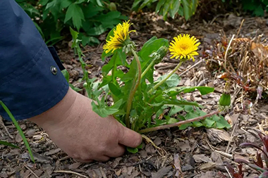 Lawn-Treatment-Service-Renton-WA