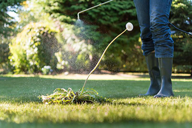 Pesticide-Renton-WA