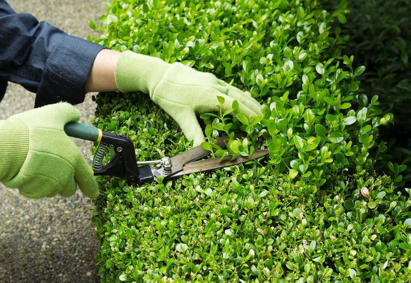 Yard-Maintenance-Auburn-WA