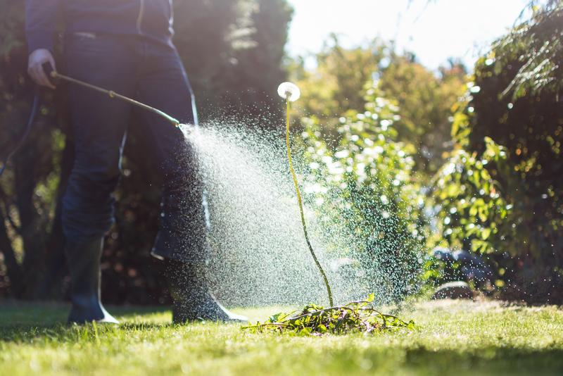 Weed-Control-Kent-WA