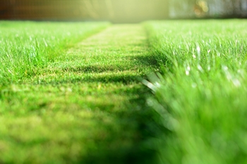 Affordable Clyde Hill lawn maintenance in WA near 98004