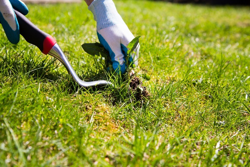 Lawn-Treatment-Service-Newcastle-WA