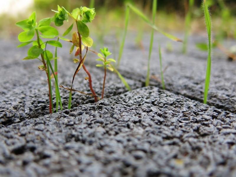 Weed-Control-Maple-Valley-WA